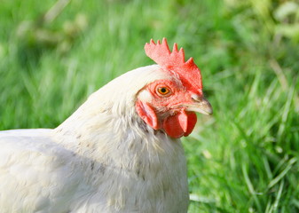 poule en gros plan,détail,tête,dans un champs en liberté