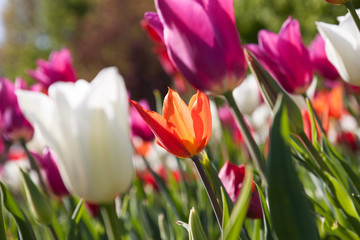 tulpen auf tulpenbeet in lila orange und weiß mit unscharfen hintergrund