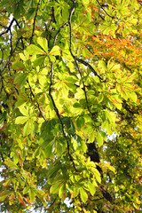 Chestnut leaves on autumn sunbeam