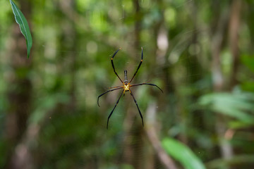 spider on a spider web with green bokeh nature background