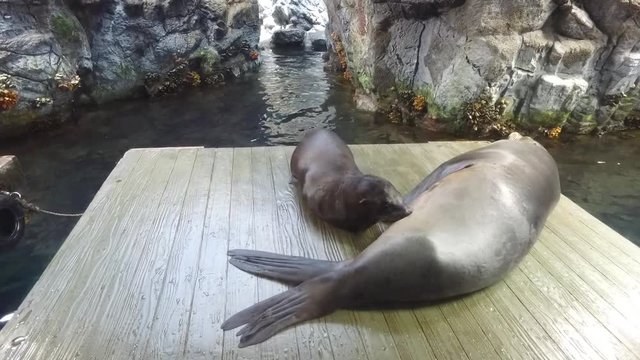 Mother Seal fed her baby