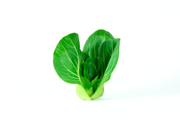 Bok choy (chinese cabbage) isolated on white background