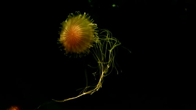 Orange Jelly Fish