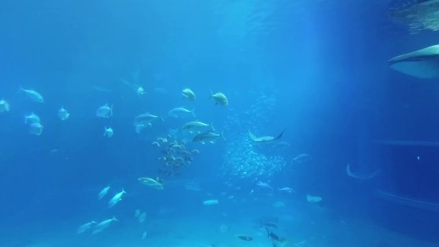 Whale Shark swimming with Manta Ray and School of fish
