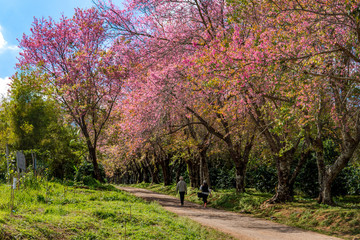 Fototapeta na wymiar Wild Himalayan Cherry or sakura on road at Chiang Mai Thailand