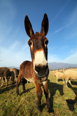 young donkey with brown fur grazing with the herd of sheep on th