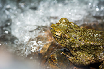 close up frog near waterfall in nature