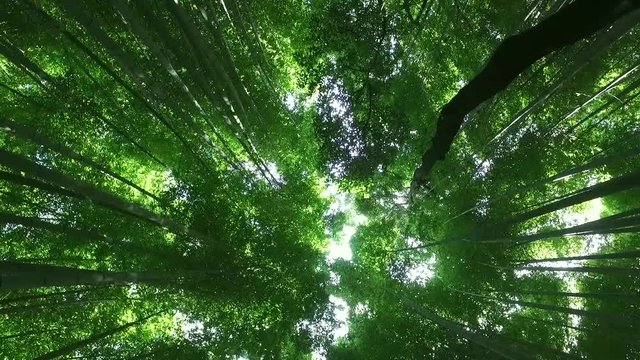 Bamboo Forest at top view 