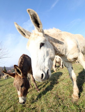 two donkeys grazing