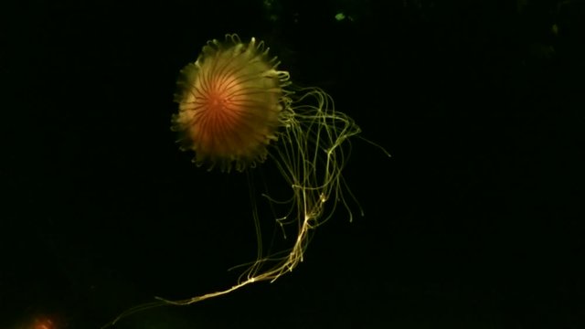 Orange Jelly Fish