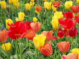 Wiese mit bunten Blumen