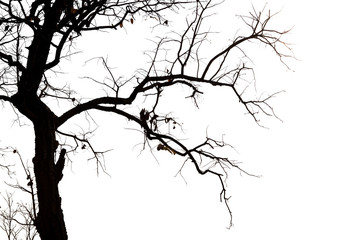 Dead branches.