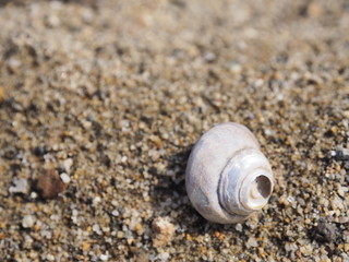 A shell