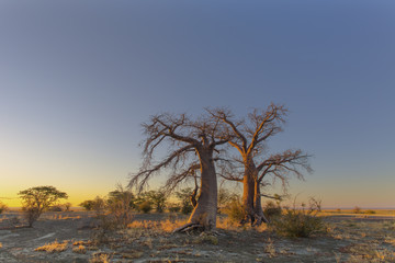 Fototapeta na wymiar Baobab trees in yellow morning light