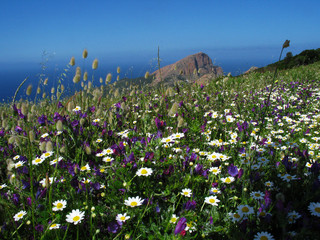 Blumenwiese auf Korsika im Mai