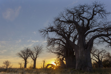 Naklejka na ściany i meble Baines Baobab's at sunrise