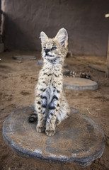 Serval baby 