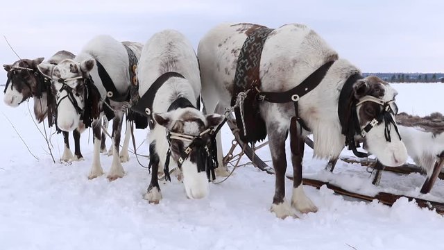 Traditional transport of the Nenets: of reindeer on the Yamal Peninsula