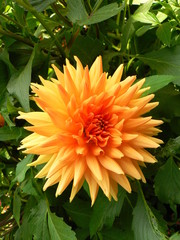 dahlien von verschiedenen formen, farben, arten, aussehen