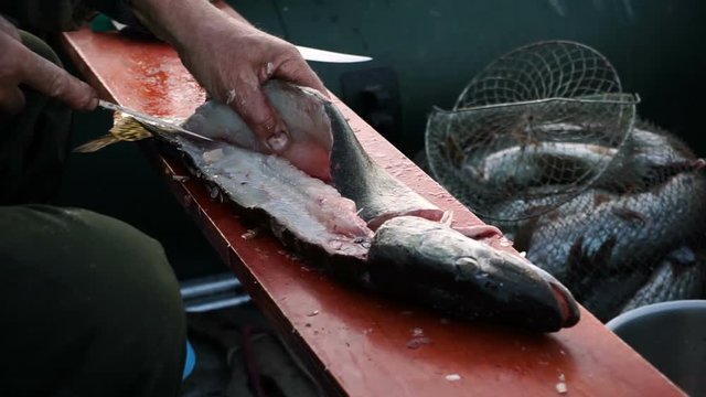 Fish cutting. Male hands are preparing fish for eating removing fillet from bones. HD