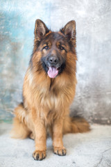 Fototapeta premium Beautiful and lovely German Shepherd dog.