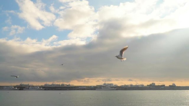 Against the background of clouds Gulls on the fly grab food. Slow motion,high speed camera