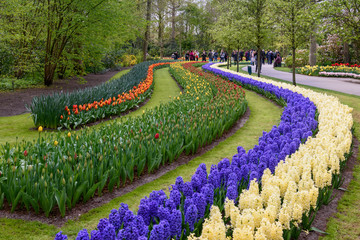 Arcs of colorful flowers in dutch spring Keukenhof Gardens
