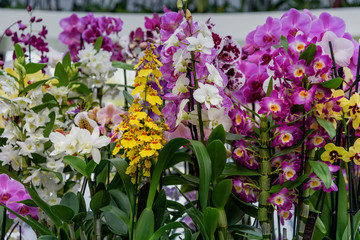 Multicolored, different sorts of orchids in dutch spring Keukenhof Gardens in the Netherlands. Travel photo. Horizontal