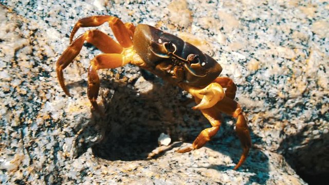 Big brwon stone crab witm missing ine claw walking on the rock in sunny day