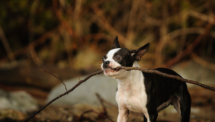 Boston Terrier dog playing with stick