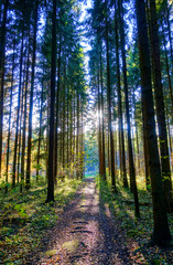 Fototapeta premium Footpath in the wood