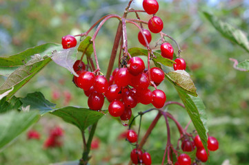 Closeup of highbush cranberries