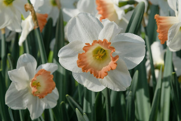 Blooming white-orange narcissus Pink Charm in Keukenhof, Netherlands. Rare variety.