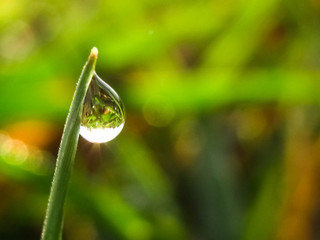 natural water drop