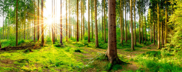 Ein Morgen im Wald mit wunderschönem Sonnenaufgang