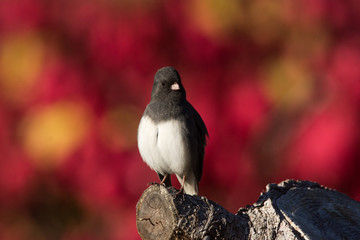 Dark-eyed Junco