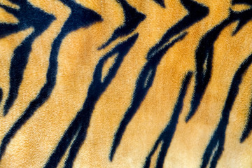 Texture of a tiger