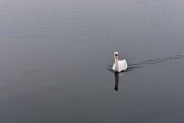 Fototapeta premium White swan in calm black water