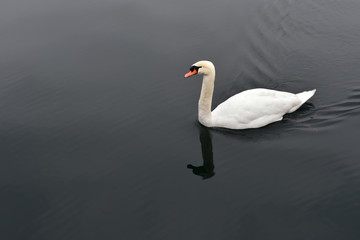 White swan in calm black water