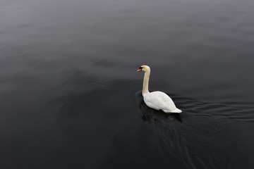 Fototapeta premium White swan in calm black water
