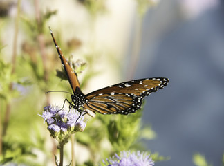 Closeup of butterfly looking at camera
