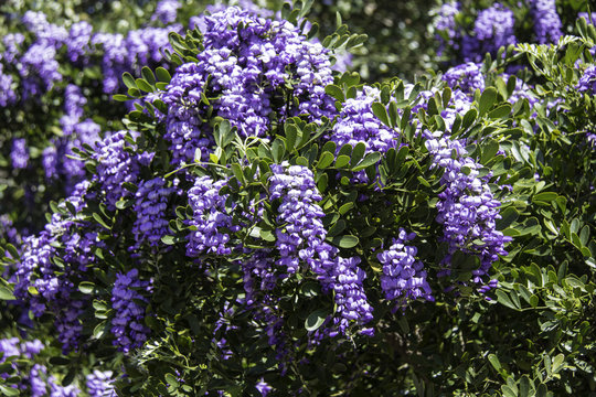 Mountain laurel with purple flowers