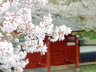 white cherry blossoms with japanese temple background on spring season