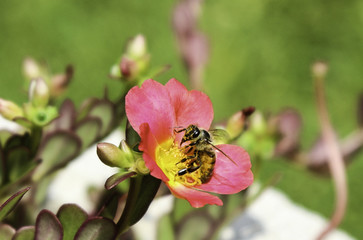 Closeup of Bee on red and yellow flower