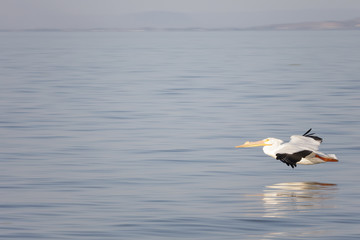 Portrait of American White Pelican in full flight over a lake in the wilderness