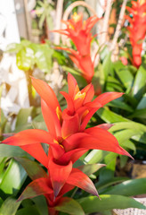 red color of Guzmania flower in garden.