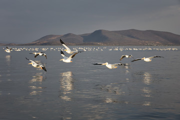 American White Pelicans swimming and flying over a lake in the wilderness with beautiful reflection in the water and mountain scenary in the background