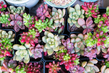  Miniature succulent plants in garden