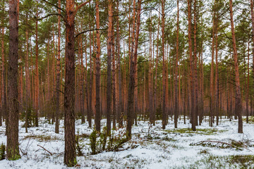 Pine trees in a forest 