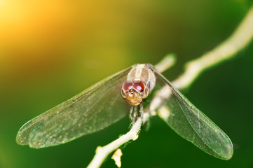 Yellow dragonfly close-up